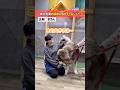 新入社員が目隠し状態で、触った感覚だけを頼りにワンちゃん当てチャレンジ🐶✨まさかの珍回答連発😂果たして全問正解できるのか!?最後までぜひ見てください👀✨ #ハスキー #大型犬 #かわいい