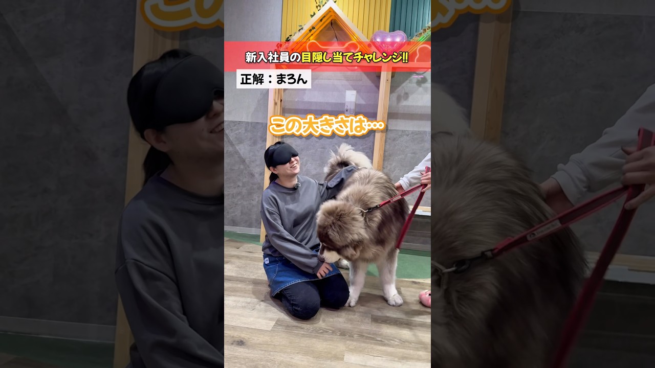 新入社員が目隠し状態で、触った感覚だけを頼りにワンちゃん当てチャレンジ🐶✨まさかの珍回答連発😂果たして全問正解できるのか!?最後までぜひ見てください👀✨ #ハスキー #大型犬 #かわいい