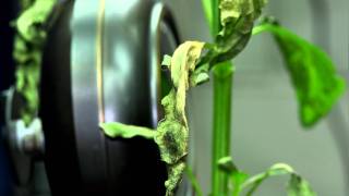 GRW Paraquat.mov