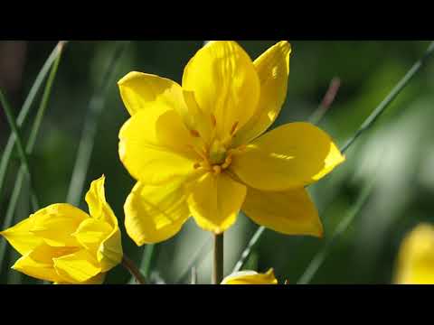 Weinbergtulpe Sylvestris. Wilde Tulpe und Rarität im Frühlingsgarten.