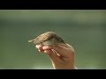 Krónika: Ideiglenes madárgyűrűző állomás a Naplás-tónál (2019.08.16.)