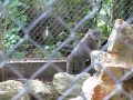 Manul oural goes on patrol part 2  zoo mulhouse