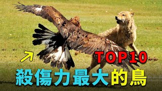 【殺傷力最大的鳥TOP10】一爪刺穿獅子，把猴子當食物！這些猛禽強到被禁！