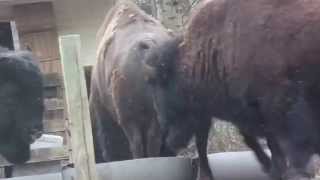 Young bison bulls.