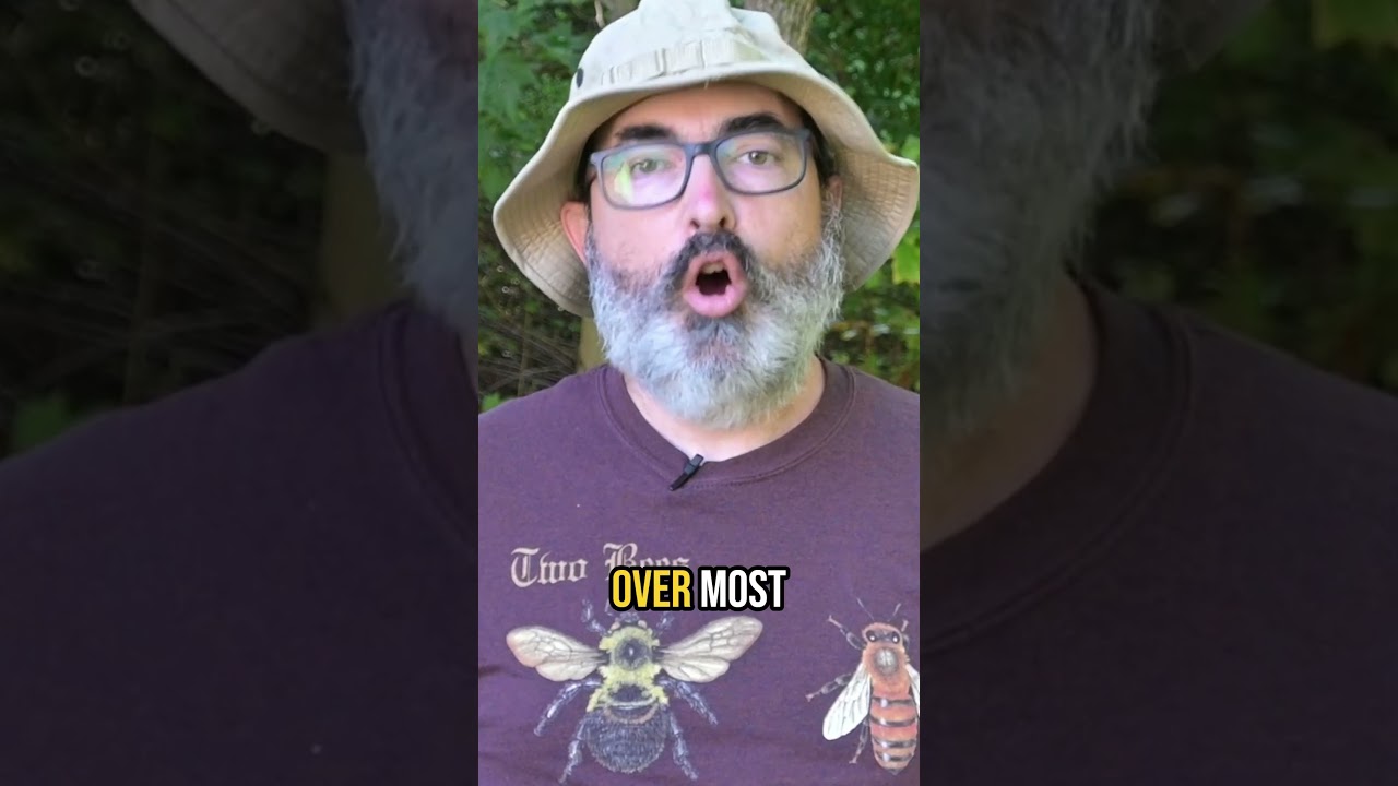 Backyard Ecology YouTube Channel