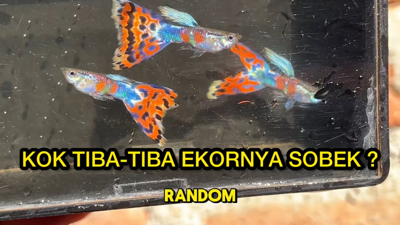 4 Penyebab Ekor ikan Guppy sobek