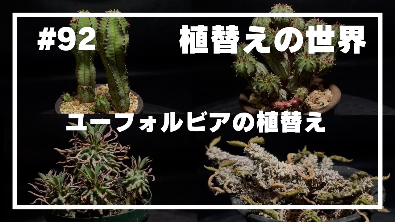【ユーフォルビア】#92 _植替えの世界／ユーフォルビアたちの春の植替え