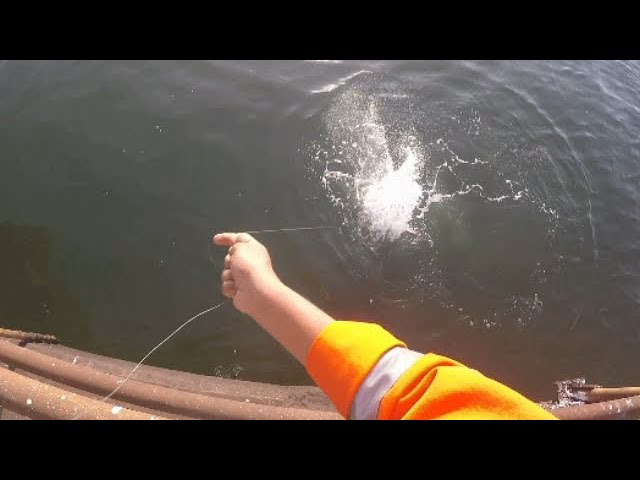 MOST TARPON EVER HOOKED IN 3 MINUTES! On A Hand Line - Fishing in the  Caribbean 