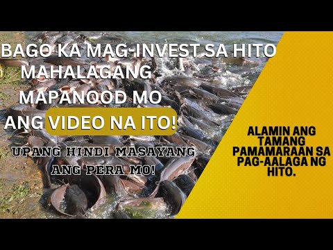 Video: Mga karaniwang hito: mga tampok at pag-uuri
