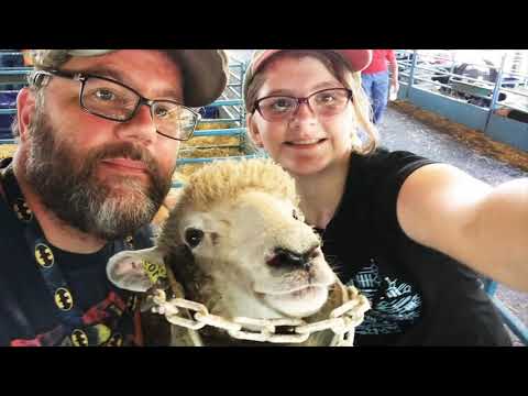 NY State Sheep and Wool Festival   Corriedale Breed Barn with Macy Veeder Shave