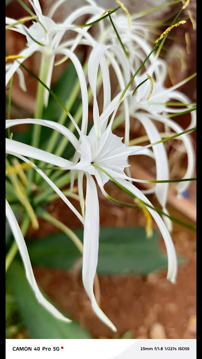 Bokeh nya Tecno Camon 40 Pro CAKEP ternyata Auto Fokus #tecnocamon40pro #camon40series
