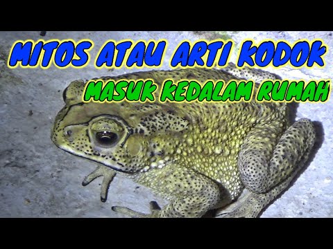 Video: Adakah kodok rumah kayu beracun?