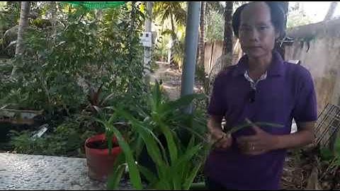 Phân biệt cây Trinh nữ hoàng cung và cây Đại tướng quân. Sơn Garden - 0828.268.341