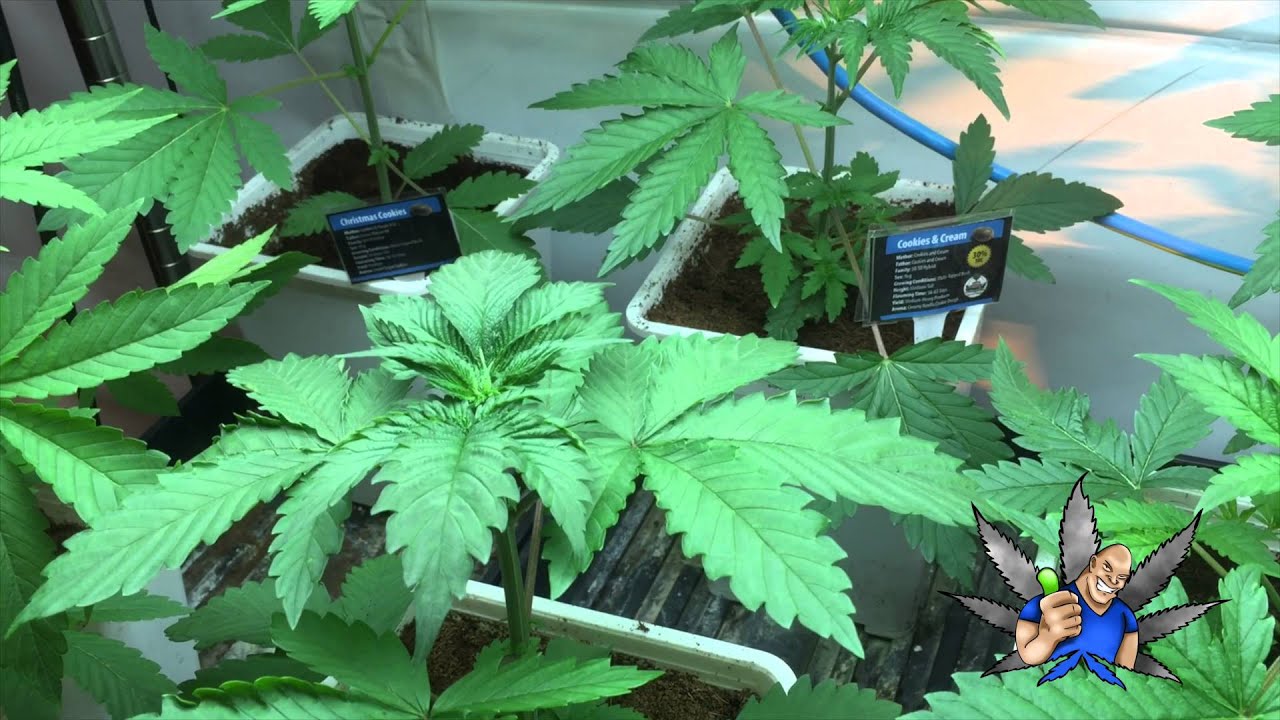 Exotic Genetix PhenoFinder day 10 veg in 4kUHD