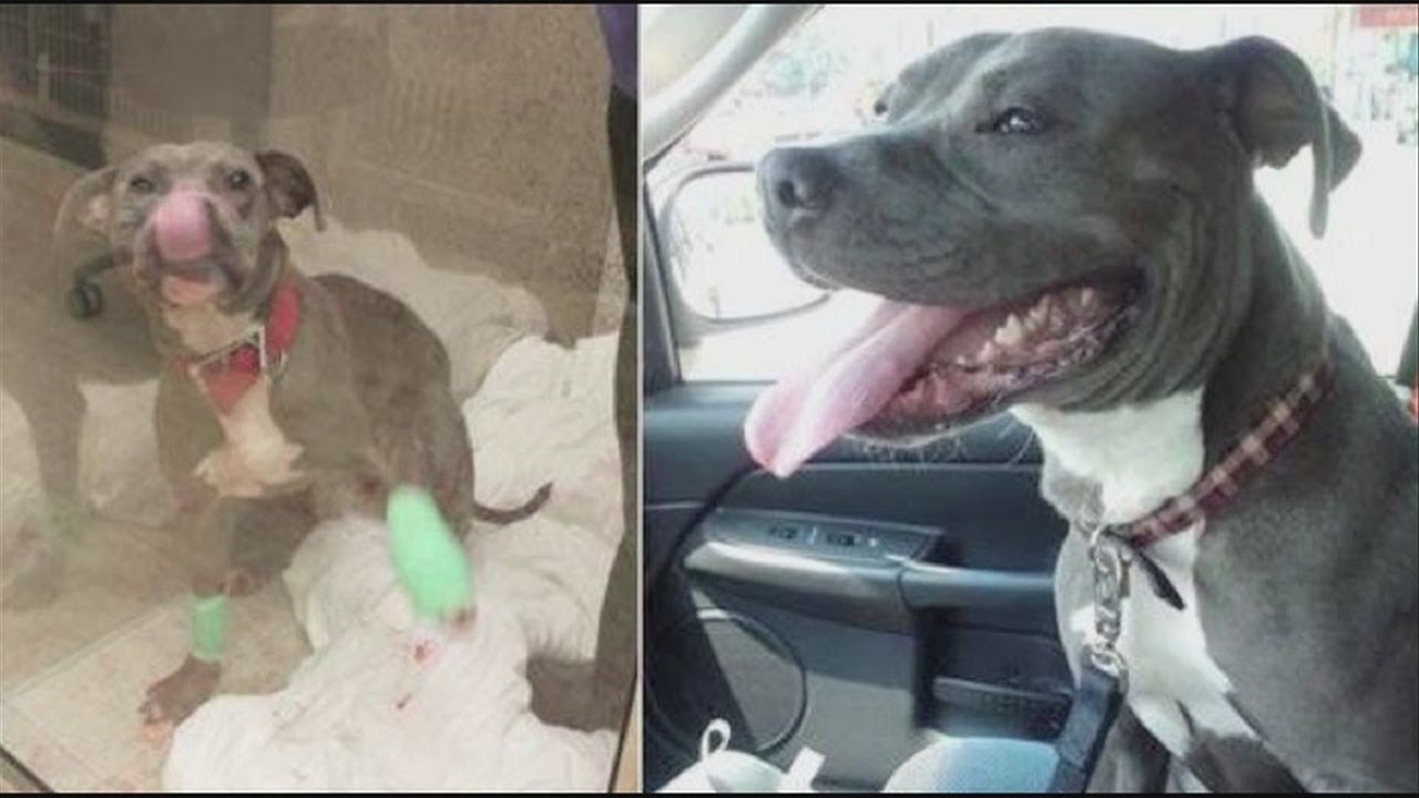 Cleveland Police Officer adopts dog - YouTube