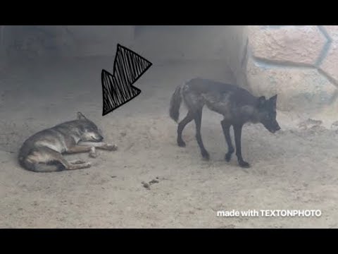 Video: Hayvonot Dunyosidagi Hayvonlar