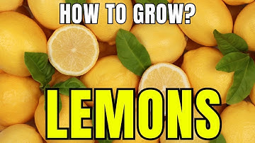 How to Grow Lemons | A Beginner’s Guide to Thriving Lemon Trees