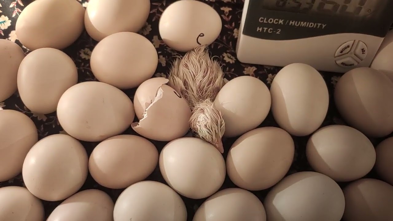 আলহামদুলিল্লাহ্  দেশি মুরগির বাচ্চা  উঠতে শুরু করেছে। 