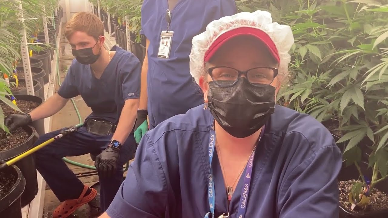 Best fertilizer for Commercial Cannabis