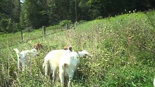 Speckles the Goat MVI 9708