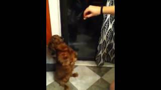 Daisy Pledging Not To Poop Pink Dudu No Mo