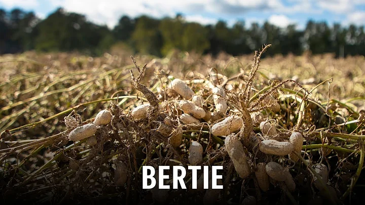Journey Across the 100: Bertie County