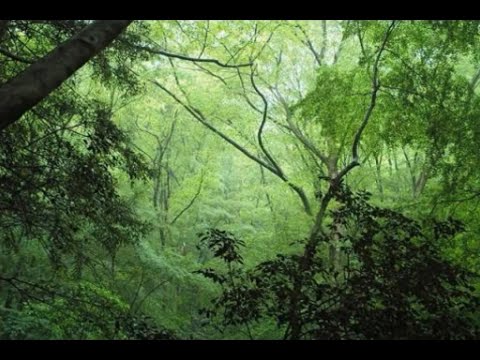 【初音ミク】第二話『森の中で』【オリジナル】