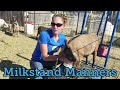 How To Train Your Goat To Behave On The Milk Stand So You Can Milk Your Goat