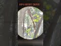 Ghiliesuit sniper ,dipoairsoft sniper #diporifle