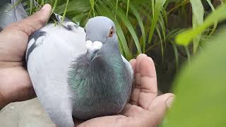the very nice pigeon 828 line