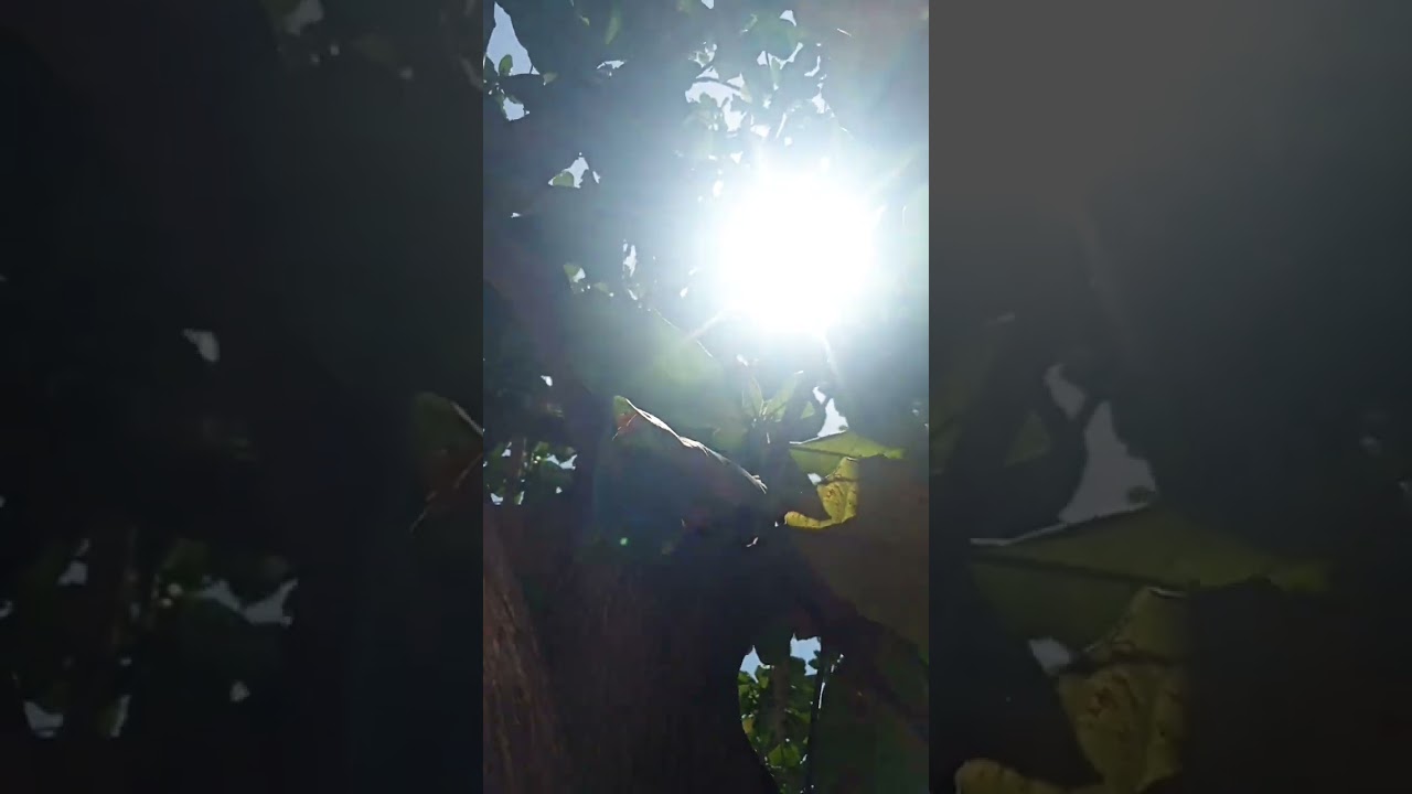 ped Humko oxygen deta hai