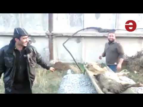 გორში ხელოსნები მოკლულ ძაღლს დასცინიან