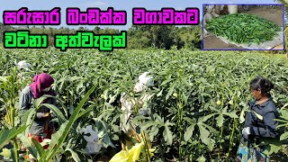 බණ්ඩක්කා හිටවන්න කලින් දැන ගන්නම ඕන කරුණු / bandakka wagawa / Cultivation of okra / බණ්ඩක්කා වගාව