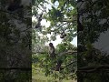 Wildlife monkeys 🐒😘😍🐒 #Shorts #ViralVideo #Trending #CuteAnimals #wildlife #MonkeyShorts