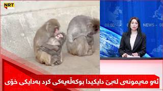 Download Lagu خێزانێکی بۆ پەیدابووە و ئێستا لەبری بوکەڵە خێزانی راستەقینەی هەیە MP3