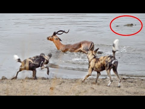 Impala vs Wild Dogs vs Crocodile vs Hippo