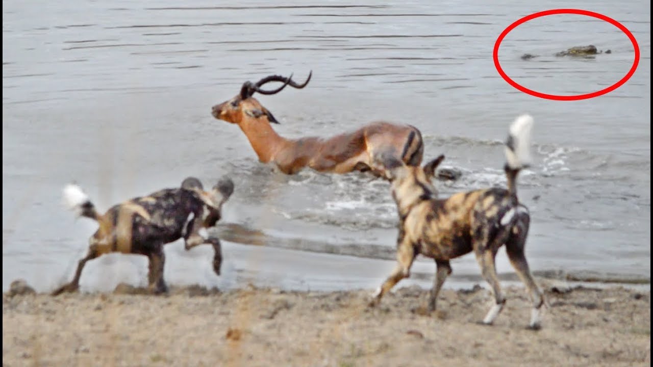 Impala vs Wild Dogs vs Crocodile vs Hippo - YouTube