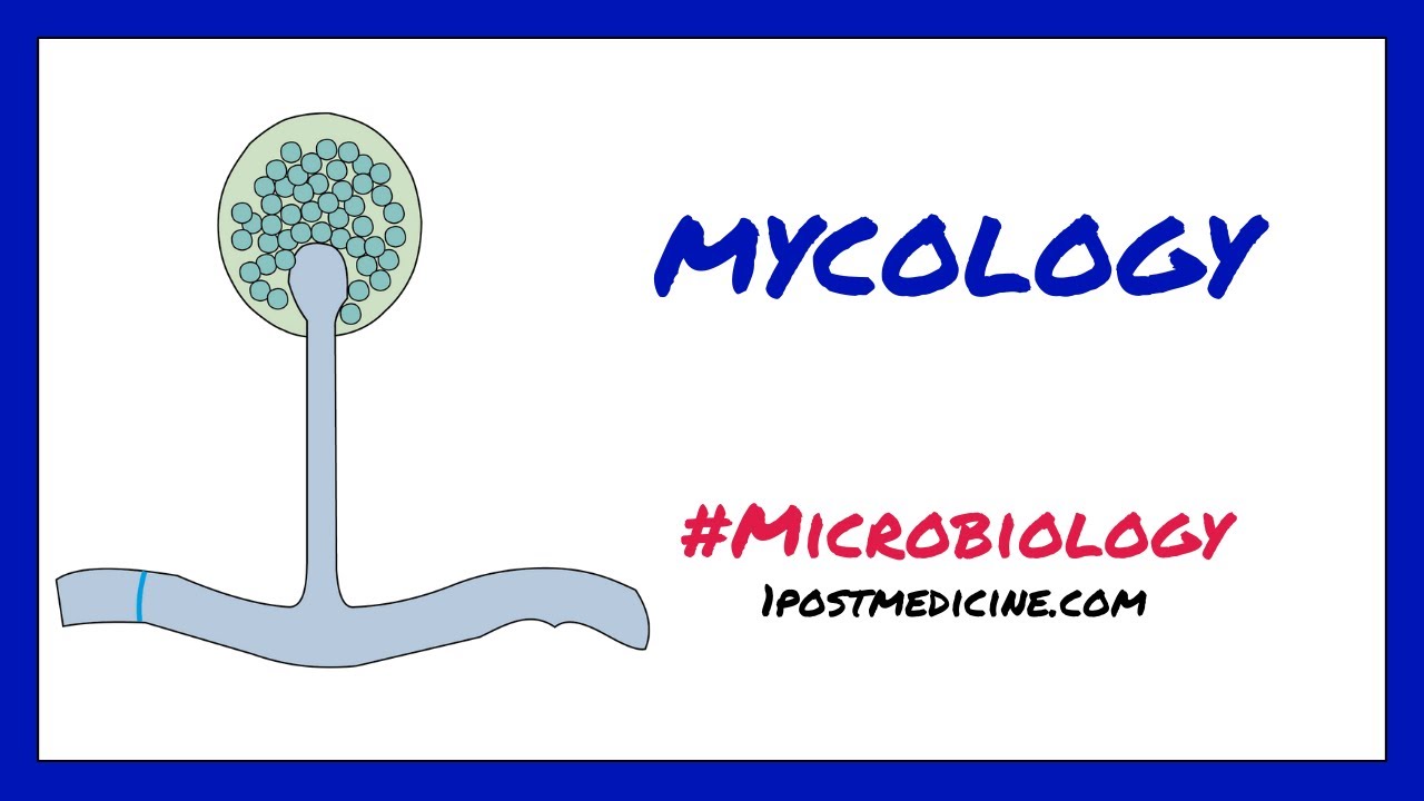 Introduction to Mycology // Microbiology