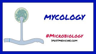 Introduction to Mycology \/\/ Microbiology