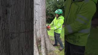 Cutting down a big tree with the new Husqvarna T542i battery chainsaw