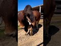 Cow Sound Cow Bull Animals Toro Sapi Sapijumbo Caballos Shorts Short Village
