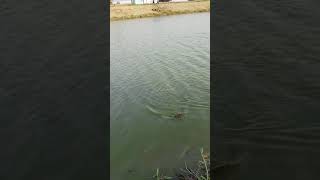 Edisi Mancing Ikan Nila Mocel Bertubi Tubi