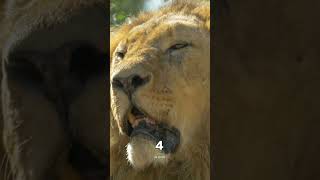 A Lion’s Bite Is Way Stronger Than You Think! 🦁 #Shorts #lion ##LionFacts #wildlife