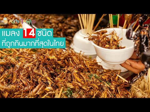 แมลง 14 ชนิด ที่ถูกกินมากที่สุดในประเทศไทย (เคยกินชนิดไหนกัน?)