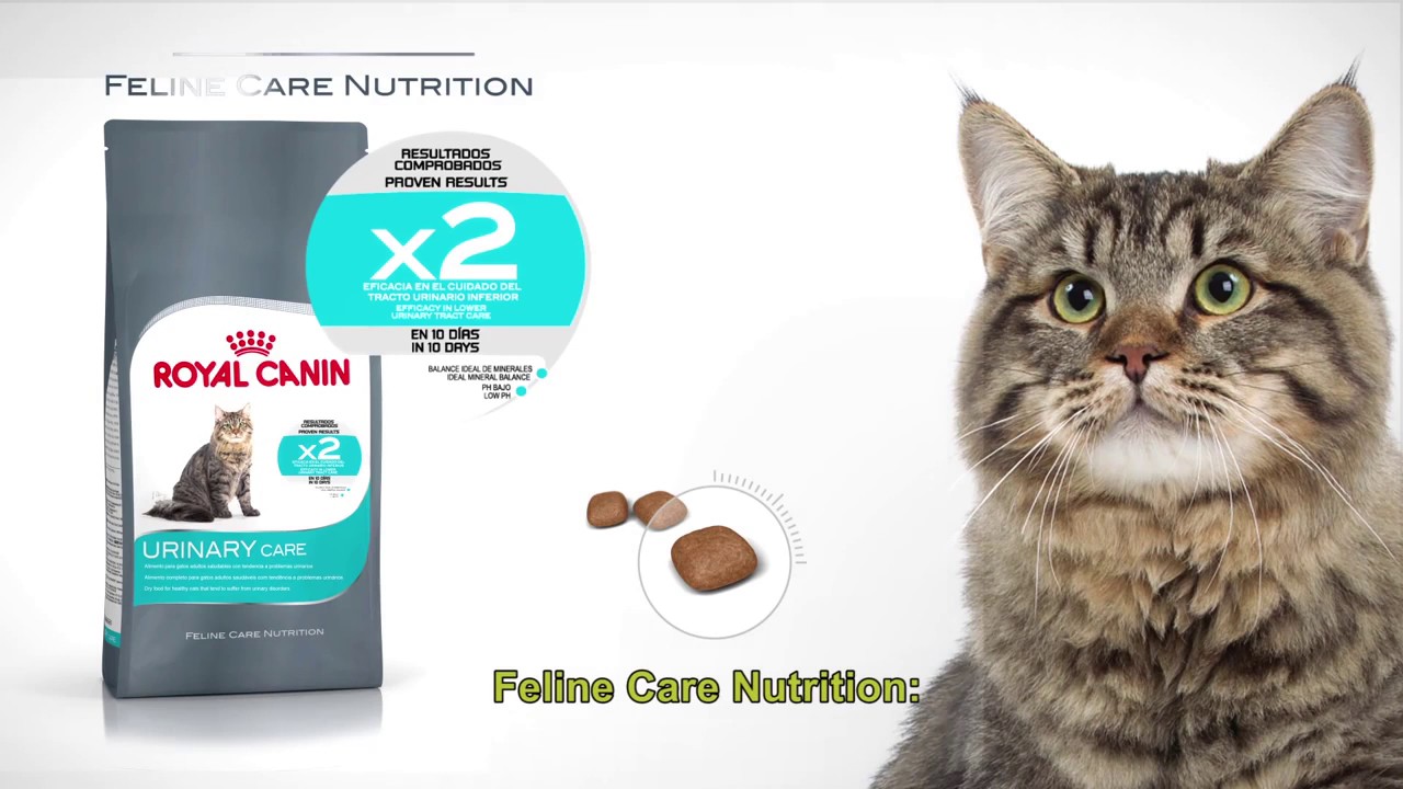 urinary care gato