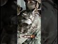 ❤️ Зворушливе відео: військовий врятував котика