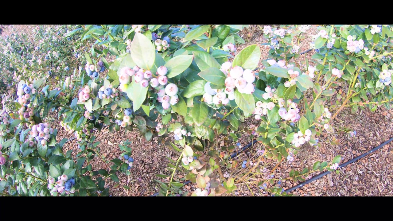 blueberry picking YouTube