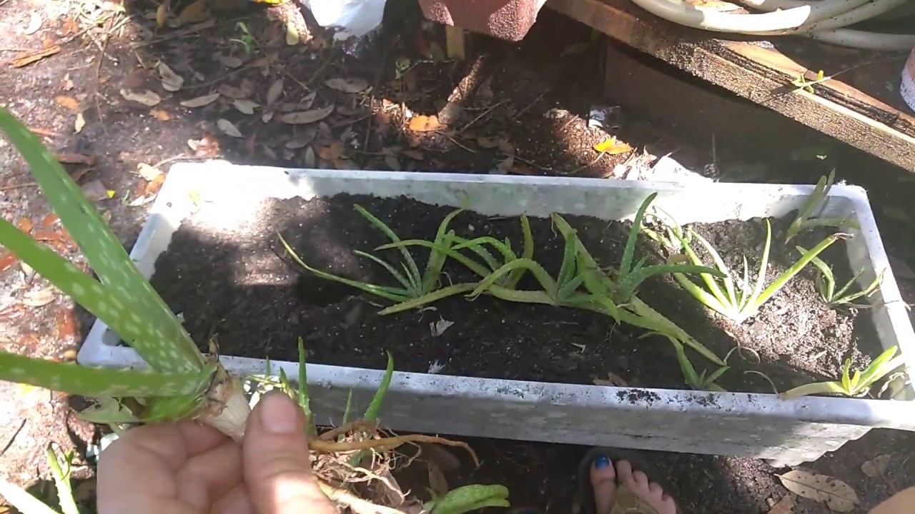 Over growing aloe vera plant and repotting aloe vera - YouTube