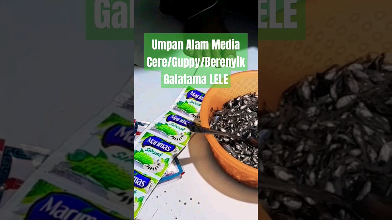 Umpan Alam Media Cere/Guppy/Berenyik Galatqma LELE 