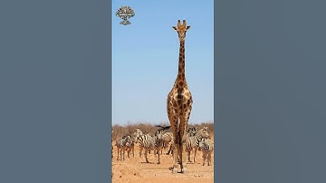 Majestic Giraffe – The Tallest Animal on Earth in 4K#AnimalHQ #Wildlife #RareAnimals